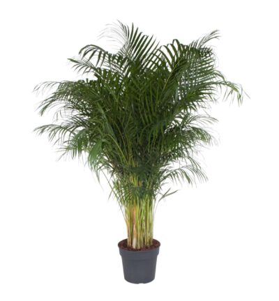 Dypsis Lutescens - 200 cm - ø34