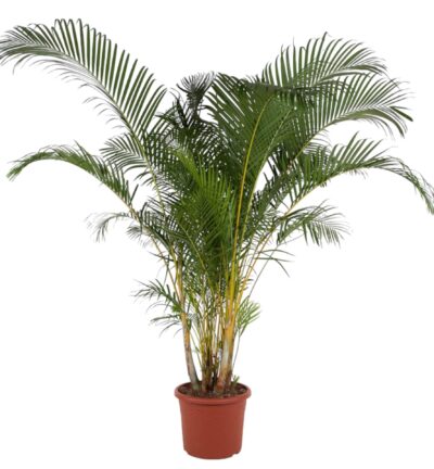 Dypsis Lutescens - 240 cm - ø48