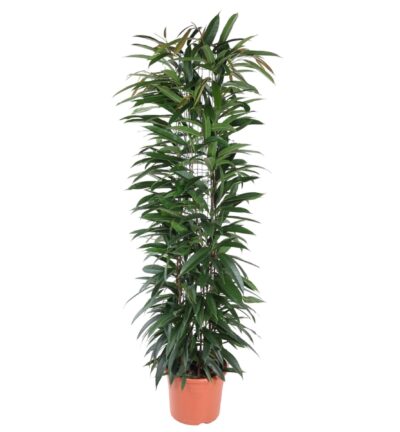 Ficus Alii King zuil ↕150 cm – Ø29 cm