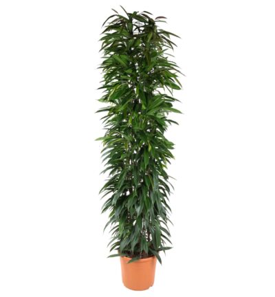 Ficus Alii King zuil ↕200 cm – Ø35 cm