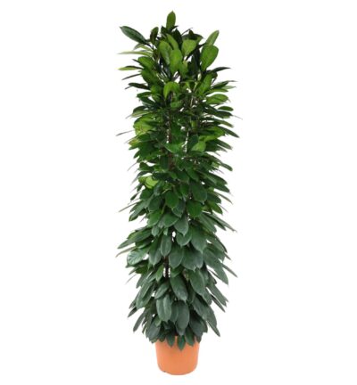 Ficus Cyatistipula zuil ↕200 - Afrikaanse Vijgenboom Ø35 cm