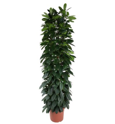 Ficus Cyatistipula zuil ↕220 - Afrikaanse Vijgenboom Ø40 cm