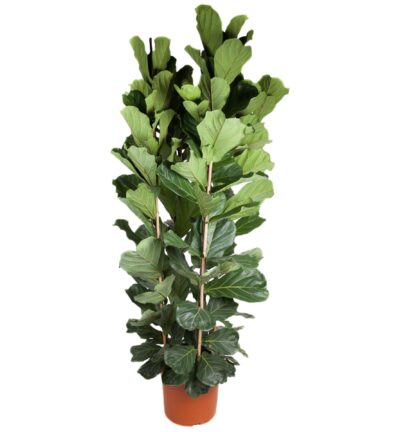Ficus Lyrata struik ↕250 cm - Vioolbladplant Ø48 cm