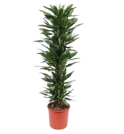 Dracaena Janet Lind - 170 cm - ø34
