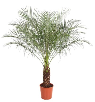 Phoenix Roebelenii - 170 cm - ø32