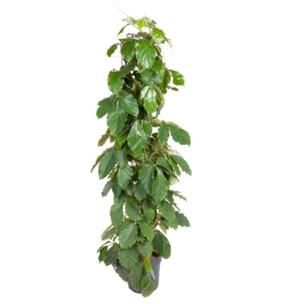 Tetrastigma Voinierianum - 150 cm - ø27