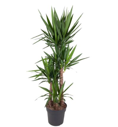 Yucca Elephantipe - 180 cm - ø34