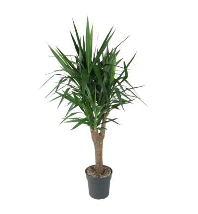 Yucca Elephantipe vertakt - 150 cm - ø31