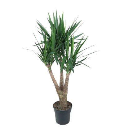 Yucca Elephantipe vertakt - 150 cm - ø31