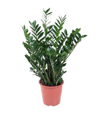 Zamioculcas Zamiifolia - 100 cm - ø27