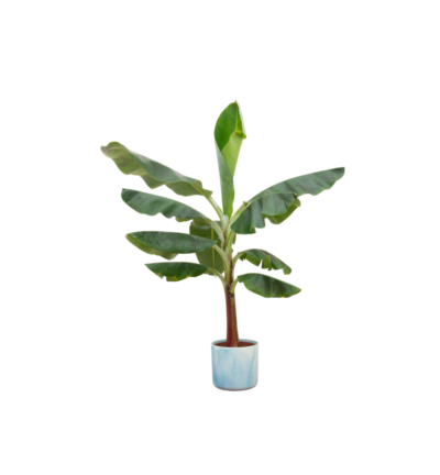 Combi deal - Bananenplant (Musa) inclusief Ocean Round atlantisch blauw Ø22 - 120 cm