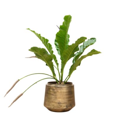 Anthurium Botanical King - 100 cm - ø35