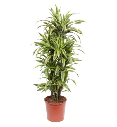 Dracaena Lemon Lime - 150 cm - ø30