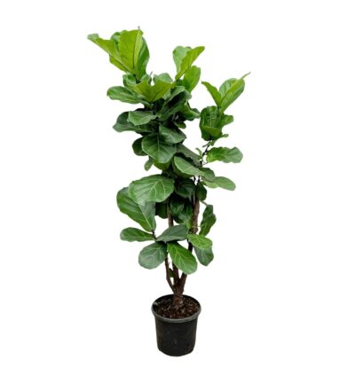 Ficus Lyrata vertakt ↕180 cm - Vioolbladplant Ø30 cm
