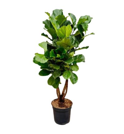 Ficus Lyrata vertakt ↕200 cm - Vioolbladplant Ø32 cm