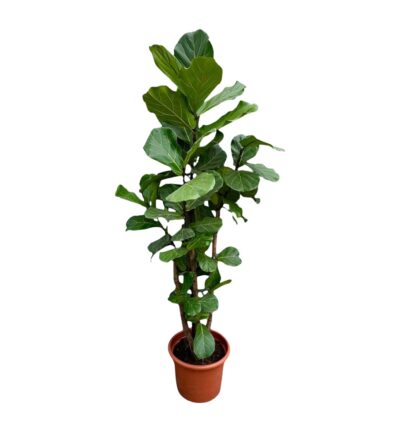 Ficus Lyrata vertakt ↕230 cm - Vioolbladplant Ø40 cm