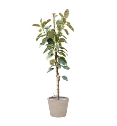 Ficus Tineke op stam ↕220 cm - Rubberboom Ø30 cm