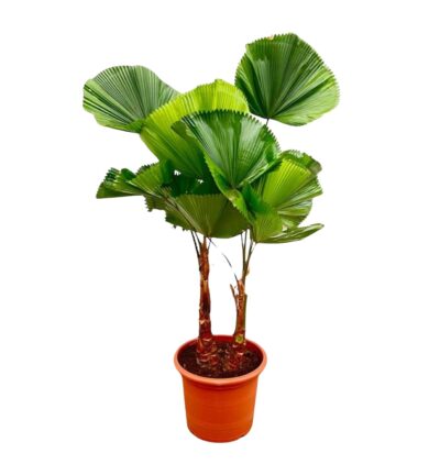 Licuala Grandis Dubbele stam - 170cm - ø45