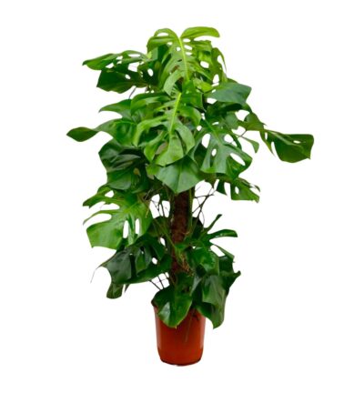 Monstera Deliciosa XXL - 150cm - ⌀27