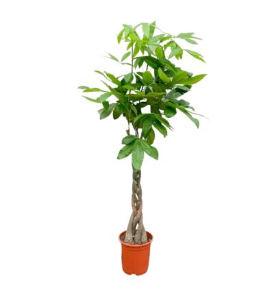 Pachira Aquatica - 160cm - ø27