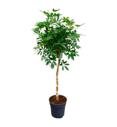 Schefflera op stam ↕180 cm - Vingersboom Ø34 cm