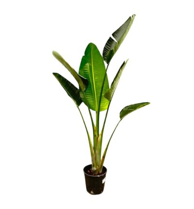 Strelitzia Augusta - 180cm - ⌀30