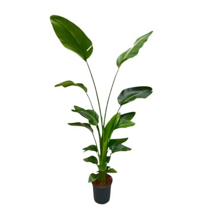 Strelitzia Nicolai - 170 cm - ⌀21
