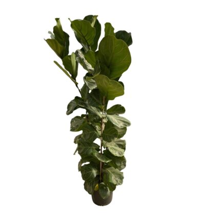 Ficus Lyrata struik ↕170 cm - Vioolbladplant Ø30 cm