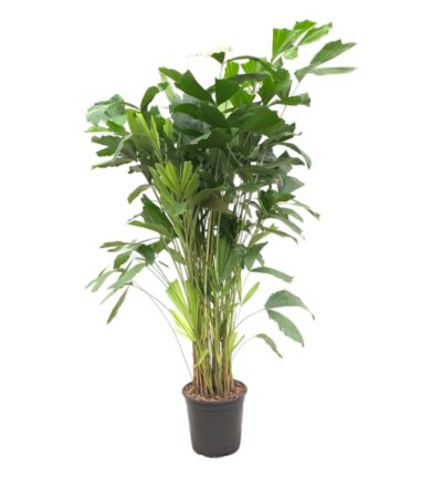 Caryota Mitis - 140 cm - ø24