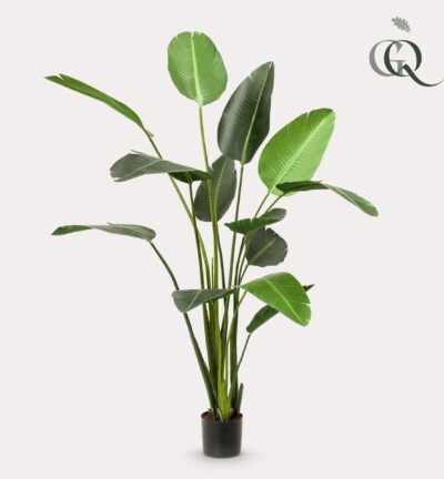 Strelitzia Nicolai ↕230 cm - Kunstplant