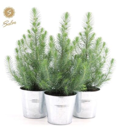 Pinus Pinea 'Silver Crest + Pot Zinc - 3 stuks - Ø17cm - ↕45cm