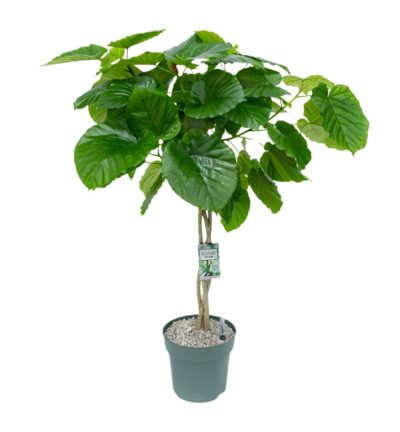 Ficus Umbellata gevlochten stam ↕120 cm - Afrikaanse vijg Ø27cm