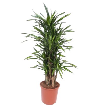 Dracaena Riki - 140 cm - ø30
