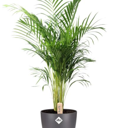 Dypsis Lutescens (Areca) - Ø24cm - ↕110cm + Pot Brussels D25x23cm - Antraciet