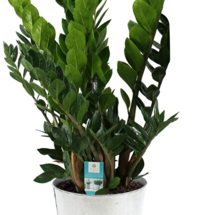 Zamioculcas Zamiifolia - Ø21cm - ↕80cm + Pot D22,5x21cm - Zink