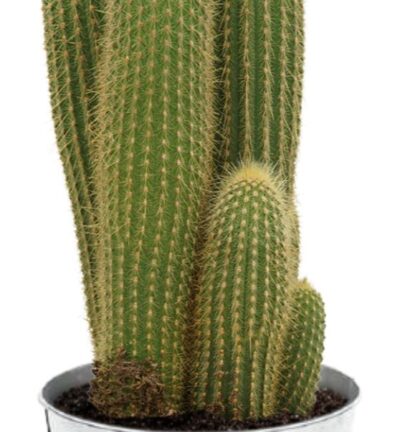 Vatricania Guentheri - Ø21cm - ↕55cm + Pot D22,5x21cm - Zink