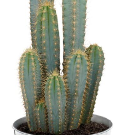 Pilosocereus Azureus - Ø21cm - ↕55cm + Pot D22,5x21cm - Zink