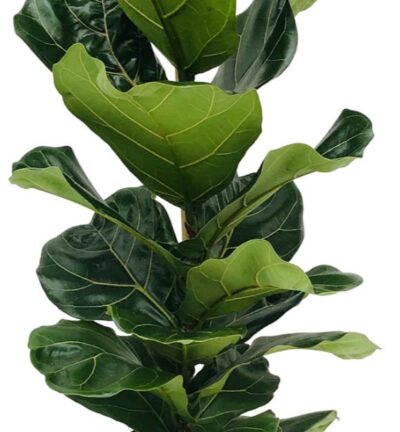 Ficus Lyrata ↕100 cm - Vioolbladplant in pot zink Ø21cm