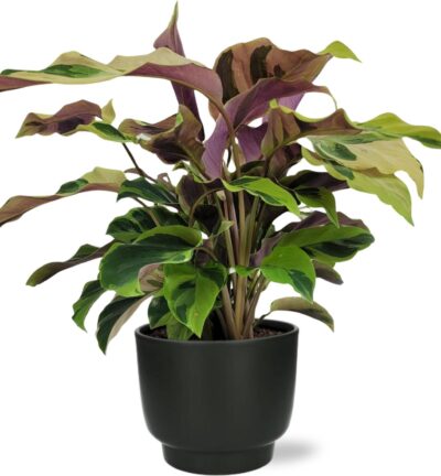 Calathea Yellow Fusion Ø14cm - ↕40cm + Potenza Pot D15x13cm - Zwart