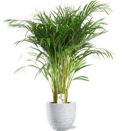 Dypsis Lutescens - Areca - Ø24cm - ↕120cm + Tim Pot D24x22cm - Wit
