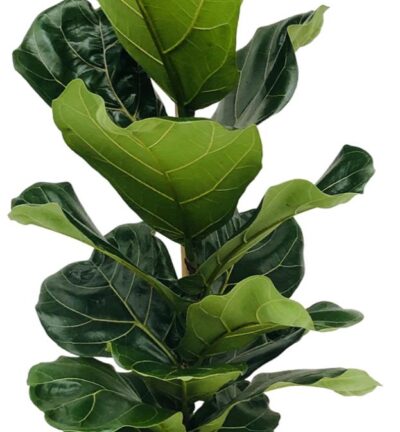 Ficus Lyrata ↕100 cm - Vioolbladplant in pot Tim wit Ø21 cm