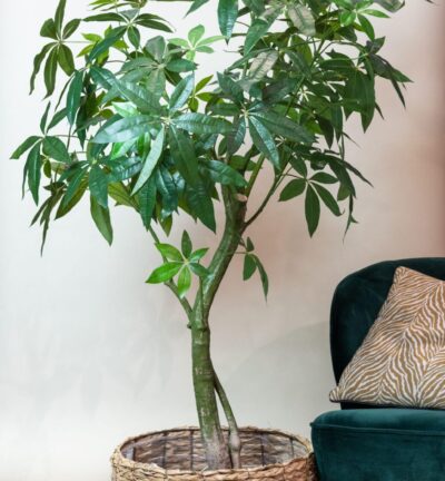 Kunstplant - Pachira Aquatica - Geldboom - 180 cm