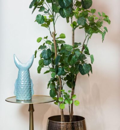 Kunstplant - Polyscias - Aralia - 160 cm