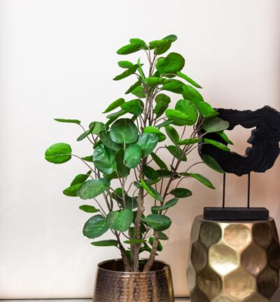 Kunstplant - Polyscias - Aralia - 105 cm