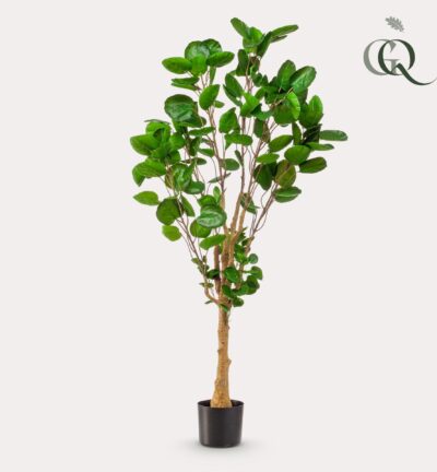 Kunstplant - Polyscias - Aralia - 150 cm