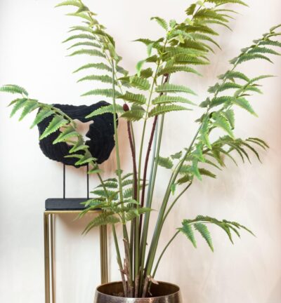 Kunstplant - Rumohra Adiantiformis - Ledervaren - 180 cm