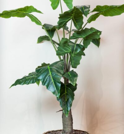 Kunstplant - Alocasia - Olifantsoor - 150 cm