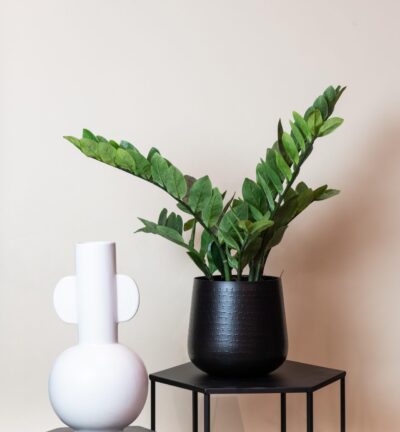 Kunstplant - Zamioculcas - Kamerpalm - 70 cm