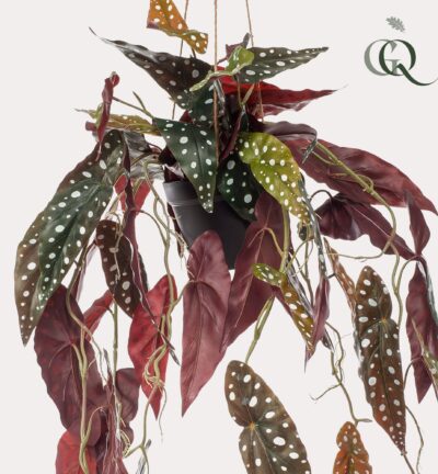Kunstplant - Begonia Maculata - Stippenbegonia - 80 cm