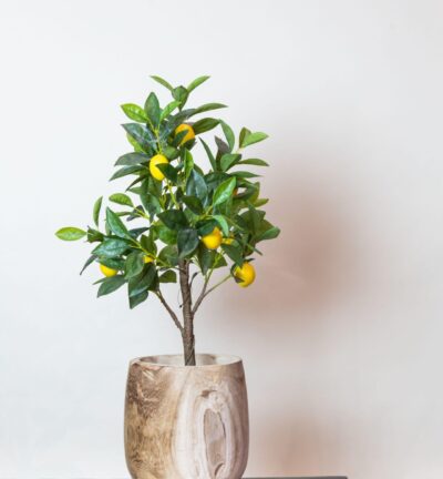 Kunstplant - Citrus Limonia - Citroenboom - 75 cm